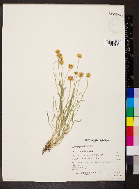 Erigeron linearis image