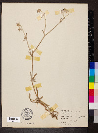 Media resource of Eriogonella membranacea