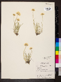 Erigeron ochroleucus image