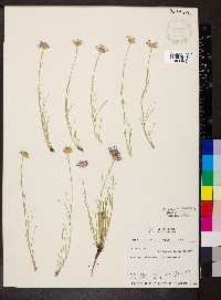 Erigeron ochroleucus image