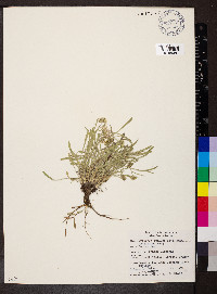 Erigeron pumilus image