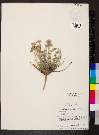 Erigeron pumilus image