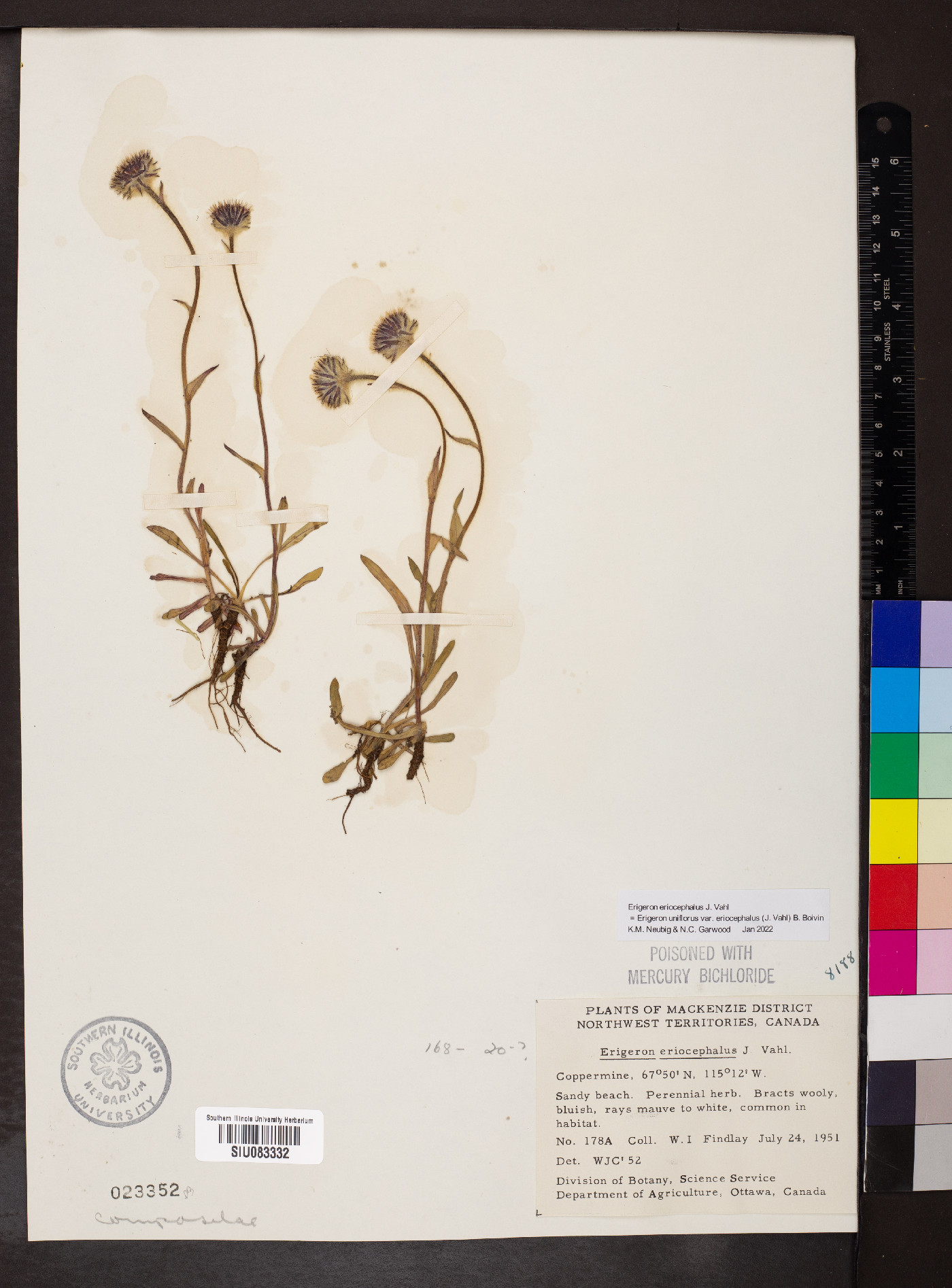 Erigeron uniflorus var. eriocephalus image