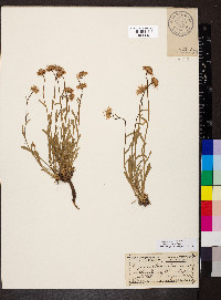 Erigeron vetensis image