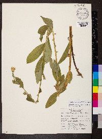 Eucephalus engelmannii image
