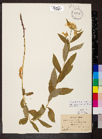 Eucephalus engelmannii image