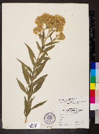 Eupatorium altissimum image