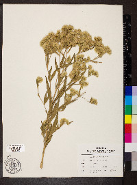 Eupatorium altissimum image