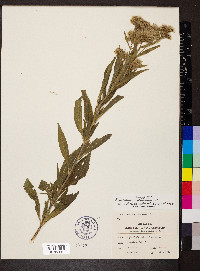 Eupatorium altissimum image