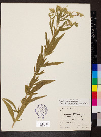 Eupatorium altissimum image