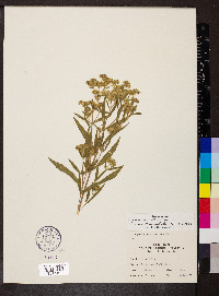 Eupatorium altissimum image