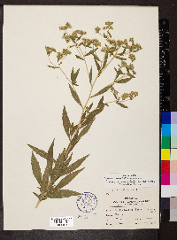 Eupatorium altissimum image