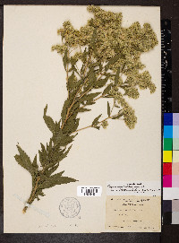 Eupatorium altissimum image