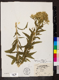 Eupatorium altissimum image