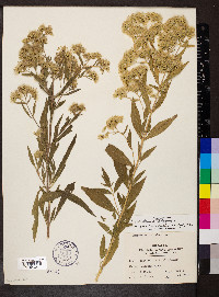 Eupatorium altissimum image