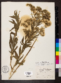 Eupatorium altissimum image