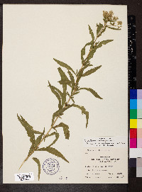 Eupatorium altissimum image