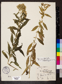 Eupatorium altissimum image
