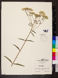 Eupatorium album image