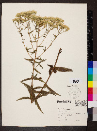 Eupatorium album image