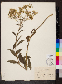 Eupatorium album image