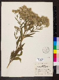 Eupatorium altissimum image