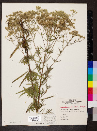 Eupatorium hyssopifolium image