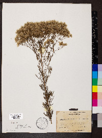 Eupatorium hyssopifolium image