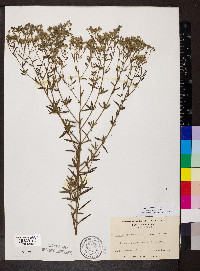 Eupatorium recurvans image