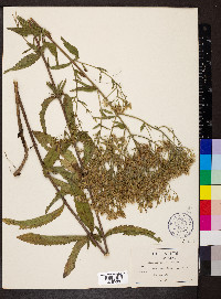 Eupatorium pilosum image