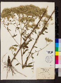 Eupatorium pilosum image