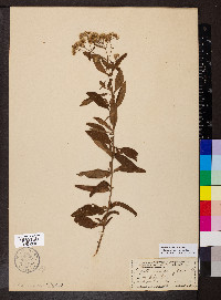 Eupatorium parviflorum image