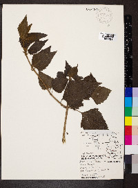 Eupatorium villosum image