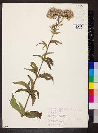 Eupatorium cannabinum image