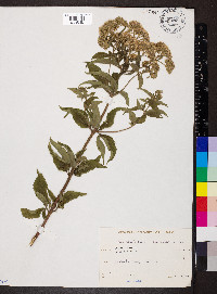 Eupatorium cannabinum image