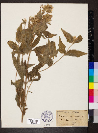 Eupatorium cannabinum image