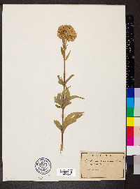 Eupatorium cannabinum image