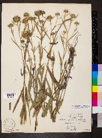 Eurybia hemispherica image