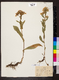 Eurybia integrifolia image