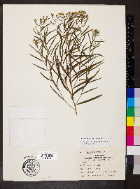 Euthamia gymnospermoides image