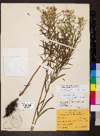 Euthamia gymnospermoides image