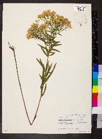 Euthamia leptocephala image