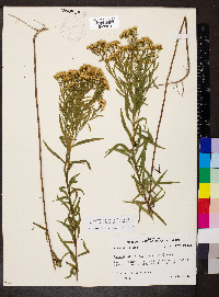 Euthamia leptocephala image