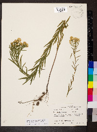 Euthamia leptocephala image