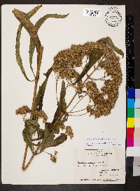 Eutrochium fistulosum image