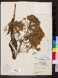 Eutrochium fistulosum image