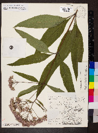 Eutrochium fistulosum image