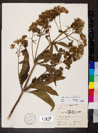 Eutrochium fistulosum image