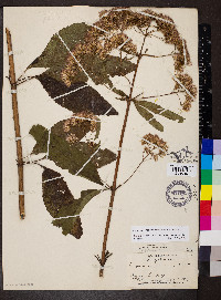 Eutrochium fistulosum image