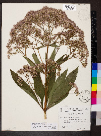 Eutrochium fistulosum image